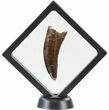 T-Rex Tooth From Montana - Excellent Preservation! #44945-3